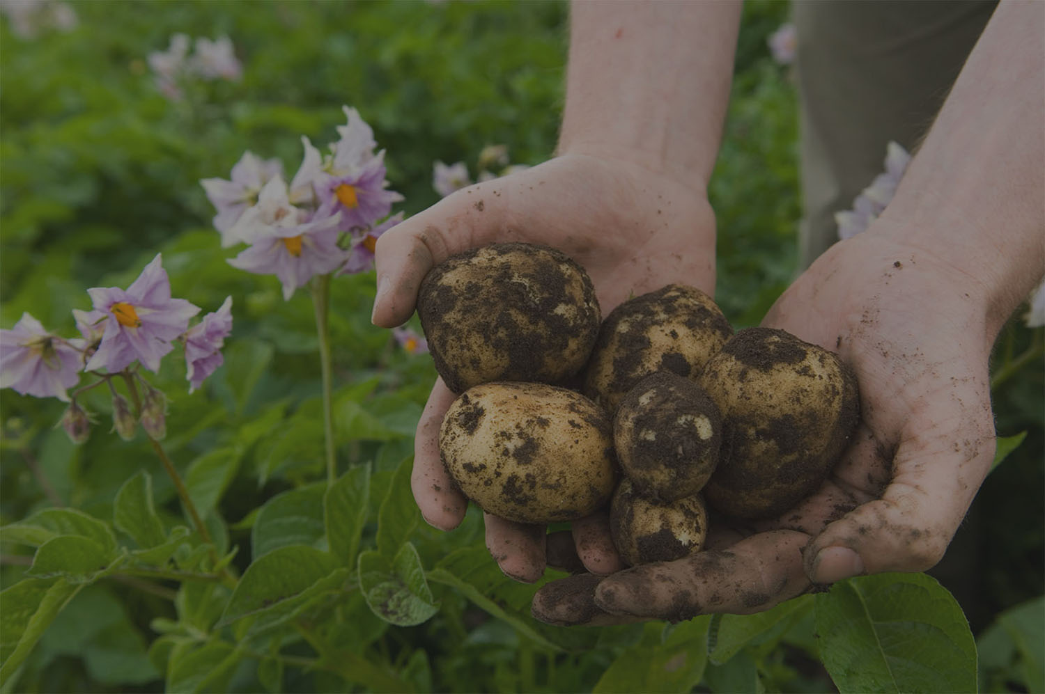 salad potato